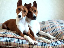 Basenji Bia en Chandu